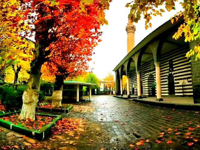 Arbres aux couleurs d’automne / Trees in autumn colours