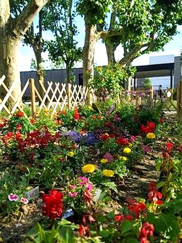 Massif fleuri du jardin de l’école / Flower bed in the school garden